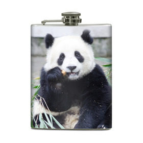 Фляга с принтом Большая панда в Тюмени, металлический корпус | емкость 0,22 л, размер 125 х 94 мм. Виниловая наклейка запечатывается полностью | Тематика изображения на принте: бамбук | белый | джунгли | дикое | животное | китай | лес | медведь | черный