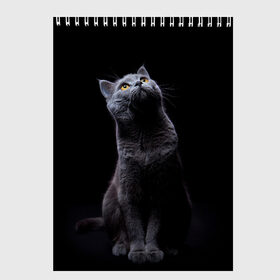 Скетчбук с принтом Милый котик в Тюмени, 100% бумага
 | 48 листов, плотность листов — 100 г/м2, плотность картонной обложки — 250 г/м2. Листы скреплены сверху удобной пружинной спиралью | кот | котенок | кошка | милый | пушистый | черный