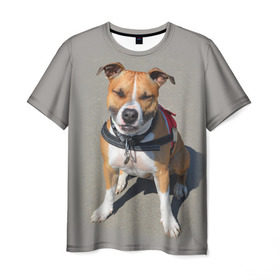 Мужская футболка 3D с принтом Стаффордшир в Тюмени, 100% полиэфир | прямой крой, круглый вырез горловины, длина до линии бедер | Тематика изображения на принте: животные | пес | питбуль | природа | собака | стафф | стаффордшир | стаффордширский терьер