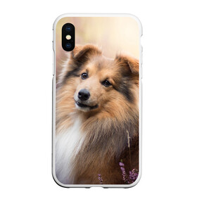 Чехол для iPhone XS Max матовый с принтом Шелти в Тюмени, Силикон | Область печати: задняя сторона чехла, без боковых панелей | dog | взгляд | колли | собака