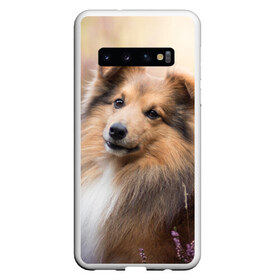 Чехол для Samsung Galaxy S10 с принтом Шелти в Тюмени, Силикон | Область печати: задняя сторона чехла, без боковых панелей | dog | взгляд | колли | собака