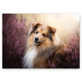 Поздравительная открытка с принтом Шелти в Тюмени, 100% бумага | плотность бумаги 280 г/м2, матовая, на обратной стороне линовка и место для марки
 | dog | взгляд | колли | собака