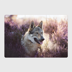 Магнитный плакат 3Х2 с принтом Волк в Тюмени, Полимерный материал с магнитным слоем | 6 деталей размером 9*9 см | dog | взгляд | волк | лайка | собака | хаски