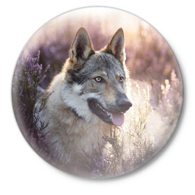 Значок с принтом Волк в Тюмени,  металл | круглая форма, металлическая застежка в виде булавки | dog | взгляд | волк | лайка | собака | хаски