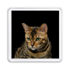 Магнит 55*55 с принтом Бенгальский кот в Тюмени, Пластик | Размер: 65*65 мм; Размер печати: 55*55 мм | bengal cat | cat | бенгальская кошка | бенгальский | кот | котик | коты | кошки