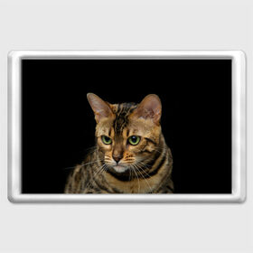 Магнит 45*70 с принтом Бенгальский кот в Тюмени, Пластик | Размер: 78*52 мм; Размер печати: 70*45 | Тематика изображения на принте: bengal cat | cat | бенгальская кошка | бенгальский | кот | котик | коты | кошки