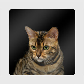 Магнит виниловый Квадрат с принтом Бенгальский кот в Тюмени, полимерный материал с магнитным слоем | размер 9*9 см, закругленные углы | bengal cat | cat | бенгальская кошка | бенгальский | кот | котик | коты | кошки