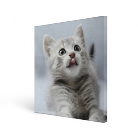 Холст квадратный с принтом Котенок в Тюмени, 100% ПВХ |  | голова | животные | кот | котенок | котик | кошка | мордочка | природа | язык