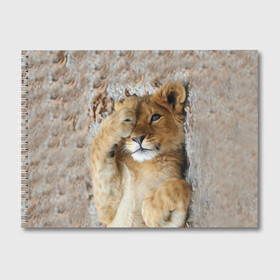 Альбом для рисования с принтом Львенок в Тюмени, 100% бумага
 | матовая бумага, плотность 200 мг. | дикая кошка | животные | кот | кошка | лев | львенок | львица | мордочка | природа | тигр | хищник