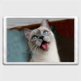 Магнит 45*70 с принтом Сиамский котенок в Тюмени, Пластик | Размер: 78*52 мм; Размер печати: 70*45 | Тематика изображения на принте: животные | кот | котенок | котик | кошечка | кошка | милый | мордочка | показывает язык | прикол | серый | сиамская | сиамская кошка | сиамский котенок | юмор | язык