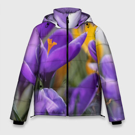 Мужская зимняя куртка 3D с принтом Фиолетовые цветы в Тюмени, верх — 100% полиэстер; подкладка — 100% полиэстер; утеплитель — 100% полиэстер | длина ниже бедра, свободный силуэт Оверсайз. Есть воротник-стойка, отстегивающийся капюшон и ветрозащитная планка. 

Боковые карманы с листочкой на кнопках и внутренний карман на молнии. | бабушке | девочке | девушке | дочке | желтые цветы | женщине | маме | подруге | природа | розовые цветы | розы | сестре | теще | тюльпаны | цветы