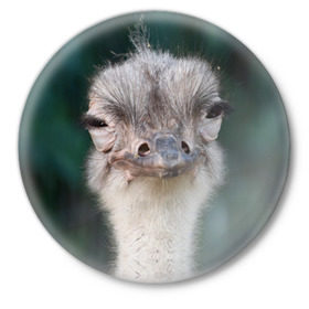 Значок с принтом Подозрительный страус в Тюмени,  металл | круглая форма, металлическая застежка в виде булавки | lol | глаза | голова | детям | животные | зеленая | лол | подарок | подмигивает | подозрительно | прикольная | природа | смешная | страус | эмоции | юмор