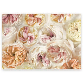 Поздравительная открытка с принтом Нежные Пионы в Тюмени, 100% бумага | плотность бумаги 280 г/м2, матовая, на обратной стороне линовка и место для марки
 | Тематика изображения на принте: букет | красивый | милый | пион | роза | розовый | розочка | свадебный | флористика | цветок | цветы