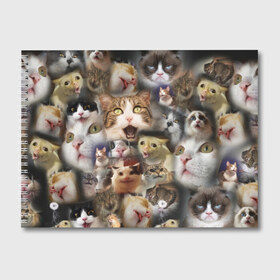 Альбом для рисования с принтом Те самые коты в Тюмени, 100% бумага
 | матовая бумага, плотность 200 мг. | Тематика изображения на принте: грустный кот мем | кот | кот мем | коты | кошка | мем | мем про котов | мемы | мемы с котами