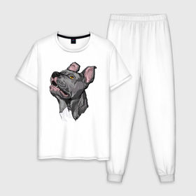 Мужская пижама хлопок с принтом Pitbull в Тюмени, 100% хлопок | брюки и футболка прямого кроя, без карманов, на брюках мягкая резинка на поясе и по низу штанин
 | dog | pitbull | питбуль | собака | собаки