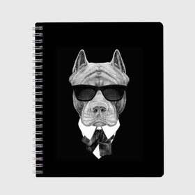 Тетрадь с принтом Питбуль в Тюмени, 100% бумага | 48 листов, плотность листов — 60 г/м2, плотность картонной обложки — 250 г/м2. Листы скреплены сбоку удобной пружинной спиралью. Уголки страниц и обложки скругленные. Цвет линий — светло-серый
 | Тематика изображения на принте: animals | black | black and white | cool | dog | fight | gentleman | head | illustration | pitbull | swag | white | авторитет | белая | бойцовый | галстук бабочка | голова | джентльмен | животные | иллюстрация | костюм | крутой | очки | 