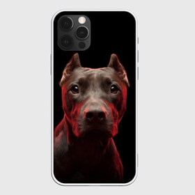 Чехол для iPhone 12 Pro Max с принтом Стафф в Тюмени, Силикон |  | Тематика изображения на принте: амстафф | голова | животные | мордочка | природа | собака | стафф | стаффордширский терьер