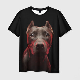 Мужская футболка 3D с принтом Стафф в Тюмени, 100% полиэфир | прямой крой, круглый вырез горловины, длина до линии бедер | Тематика изображения на принте: амстафф | голова | животные | мордочка | природа | собака | стафф | стаффордширский терьер