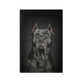 Обложка для паспорта матовая кожа с принтом Питбуль в Тюмени, натуральная матовая кожа | размер 19,3 х 13,7 см; прозрачные пластиковые крепления | animal | black | breed | bull | combat | dog | ears | eyes | image | muzzle | nose | pit bull | portrait | боевой | бугай | глаза | животное | изображение | нос | пес | питбуль | порода | портрет | псина | собака | уши | черный