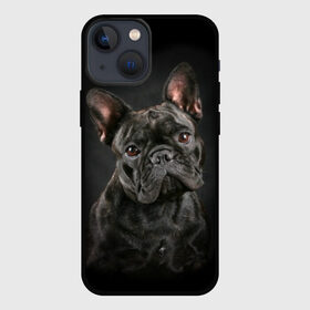 Чехол для iPhone 13 mini с принтом Французский бульдог в Тюмени,  |  | Тематика изображения на принте: animal | background | beast | black | breed | bulldog | cool | cute | dog | ears | french | jaw | look | muzzle | portrait | wool | бульдог | взгляд | животное | зверь | милый | пёс | порода | портрет | прикольно | псина | собака | уши | фон | фра