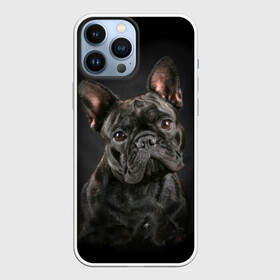 Чехол для iPhone 13 Pro Max с принтом Французский бульдог в Тюмени,  |  | Тематика изображения на принте: animal | background | beast | black | breed | bulldog | cool | cute | dog | ears | french | jaw | look | muzzle | portrait | wool | бульдог | взгляд | животное | зверь | милый | пёс | порода | портрет | прикольно | псина | собака | уши | фон | фра