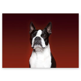 Поздравительная открытка с принтом Французский бульдог в Тюмени, 100% бумага | плотность бумаги 280 г/м2, матовая, на обратной стороне линовка и место для марки
 | animal | background | beast | black | breed | bulldog | color | cool | cute | dog | e | jaw | look | muzzle | portrait | red | white | белый | бульдог | взгляд | животное | зверь | красный | милый | пёс | порода | портрет | прикольно | псина | соб