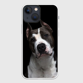 Чехол для iPhone 13 mini с принтом Американский питбуль в Тюмени,  |  | animal | black | breed | bull | dog | ears | eyes | fight | fighting | image | muzzle | nose | pit bull | portrait | terrier | white | белый | боевой | бойцовая | бугай | глаза | животное | изображение | нос | пес | питбуль | порода | портрет | пс