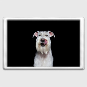 Магнит 45*70 с принтом Белый шнауцер в Тюмени, Пластик | Размер: 78*52 мм; Размер печати: 70*45 | Тематика изображения на принте: animal | background | beast | black | breed | cool | cute | dog | ears | fangs | jaw | look | muzzle | portrait | tongue | white | wool | белый | взгляд | животное | зверь | клыки | милый | пёс | порода | портрет | прикольно | псина | собака | уши