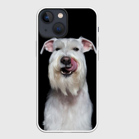 Чехол для iPhone 13 mini с принтом Белый шнауцер в Тюмени,  |  | animal | background | beast | black | breed | cool | cute | dog | ears | fangs | jaw | look | muzzle | portrait | tongue | white | wool | белый | взгляд | животное | зверь | клыки | милый | пёс | порода | портрет | прикольно | псина | собака | уши