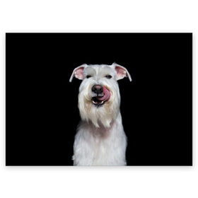 Поздравительная открытка с принтом Белый шнауцер в Тюмени, 100% бумага | плотность бумаги 280 г/м2, матовая, на обратной стороне линовка и место для марки
 | Тематика изображения на принте: animal | background | beast | black | breed | cool | cute | dog | ears | fangs | jaw | look | muzzle | portrait | tongue | white | wool | белый | взгляд | животное | зверь | клыки | милый | пёс | порода | портрет | прикольно | псина | собака | уши