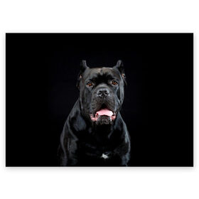 Поздравительная открытка с принтом Черный кан - корсо в Тюмени, 100% бумага | плотность бумаги 280 г/м2, матовая, на обратной стороне линовка и место для марки
 | Тематика изображения на принте: animal | background | beast | black | breed | can   corso | cool | cute | dog | ears | fangs | jaw | look | muzzle | portrait | tongue | wool | взгляд | животное | зверь | кан   корсо | клыки | милый | пёс | порода | портрет | прикольно | псина | 