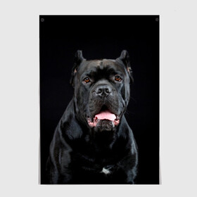 Постер с принтом Черный кан - корсо в Тюмени, 100% бумага
 | бумага, плотность 150 мг. Матовая, но за счет высокого коэффициента гладкости имеет небольшой блеск и дает на свету блики, но в отличии от глянцевой бумаги не покрыта лаком | animal | background | beast | black | breed | can   corso | cool | cute | dog | ears | fangs | jaw | look | muzzle | portrait | tongue | wool | взгляд | животное | зверь | кан   корсо | клыки | милый | пёс | порода | портрет | прикольно | псина | 