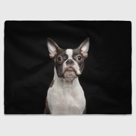 Плед 3D с принтом Бостонский терьер в Тюмени, 100% полиэстер | закругленные углы, все края обработаны. Ткань не мнется и не растягивается | animal | background | beast | black | boston | breed | color | cool | cute | dog | ears | jaw | look | muzzle | pet | portrait | terrier | white | wool | белый | бостон | взгляд | животное | зверь | милый | пёс | питомец | порода | портрет | прико