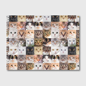 Альбом для рисования с принтом Кошачий коллаж в Тюмени, 100% бумага
 | матовая бумага, плотность 200 мг. | Тематика изображения на принте: breed | cat | cats | collage | eyes | fluffy | funny | kitten | look | meow | mustache | muzzle | photo | squares | взгляд | глаза | квадраты | коллаж | кот | котёнок | котики | кошка | мяу | порода | прикольный | пушистый | усы | фото