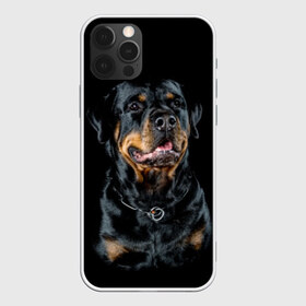 Чехол для iPhone 12 Pro Max с принтом Ротвейлер в Тюмени, Силикон |  | animal | black | breed | collar | dog | friend | glance | gloss | man | muzzle | rottweiler | взгляд | друг | животное | лоск | ошейник | пёс | порода | ротвейлер | собака | человека | черный