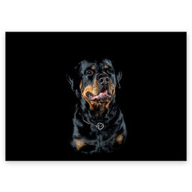 Поздравительная открытка с принтом Ротвейлер в Тюмени, 100% бумага | плотность бумаги 280 г/м2, матовая, на обратной стороне линовка и место для марки
 | Тематика изображения на принте: animal | black | breed | collar | dog | friend | glance | gloss | man | muzzle | rottweiler | взгляд | друг | животное | лоск | ошейник | пёс | порода | ротвейлер | собака | человека | черный