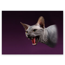 Поздравительная открытка с принтом Сфинкс в Тюмени, 100% бумага | плотность бумаги 280 г/м2, матовая, на обратной стороне линовка и место для марки
 | aggressive | angry | animal | bald | breed | cat | dangerous | fangs | gray | purple | sphinx | агрессивный | животное | злой | клыки | кот | лысый | опасный | порода | серый | сфинкс | фиолетовый