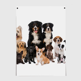 Постер с принтом Породистые собаки в Тюмени, 100% бумага
 | бумага, плотность 150 мг. Матовая, но за счет высокого коэффициента гладкости имеет небольшой блеск и дает на свету блики, но в отличии от глянцевой бумаги не покрыта лаком | animal | bernese | breed | bulldog | corgi | cute | dog | french | funny | jack | labrador | mountain dog | muzzle | paws | pug | puppy | spaniel | бернский | бульдог | джек рассел | животное | забавный | зенненхунд | корги | лабрадор | лапы | милый