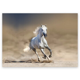 Поздравительная открытка с принтом Белый конь в Тюмени, 100% бумага | плотность бумаги 280 г/м2, матовая, на обратной стороне линовка и место для марки
 | Тематика изображения на принте: animal | beautiful | desert | gloss | horse | mane | mustang | muzzle | nature | sand | white | wild | белый | грива | дикий | животное | конь | красивый | лоск | лошадь | мустанг | песок | природа | пустыня | скакун