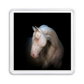 Магнит 55*55 с принтом Белая лошадь в Тюмени, Пластик | Размер: 65*65 мм; Размер печати: 55*55 мм | animal | black | breed | horse | muscle | muzzle | strength | unusual | white | белый | животное | конь | лошадь | мышцы | необычный | порода | сила | скакун
