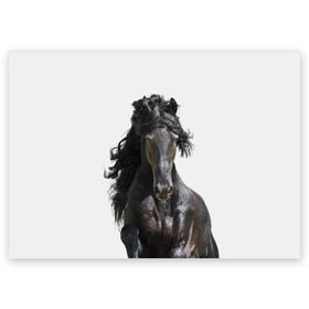 Поздравительная открытка с принтом Лошадь в Тюмени, 100% бумага | плотность бумаги 280 г/м2, матовая, на обратной стороне линовка и место для марки
 | Тематика изображения на принте: animal | beautiful | black | horse | mane | mustang | muzzle | wild | грива | дикий | животное | конь | красивый | лошадь | мустанг | скакун | черный