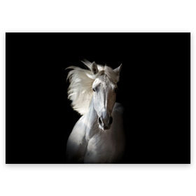 Поздравительная открытка с принтом Белая лошадь в Тюмени, 100% бумага | плотность бумаги 280 г/м2, матовая, на обратной стороне линовка и место для марки
 | animal | beautiful | black | eyes | gloss | grace | harness | horse | look | mane | muzzle | strength | white | белая | взгляд | глаза | грация | грива | животное | конь | красивый | лоск | лошадь | сбруя | сила | скакун