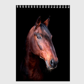 Скетчбук с принтом Гнедая лошадь в Тюмени, 100% бумага
 | 48 листов, плотность листов — 100 г/м2, плотность картонной обложки — 250 г/м2. Листы скреплены сверху удобной пружинной спиралью | animal | beautiful | black | brown | chocolate | eyes | gloss | horse | look | muzzle | portrait | взгляд | глаза | животное | конь | коричневый | красивый | лоск | лошадь | портрет | скакун | черный | шоколадный