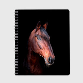 Тетрадь с принтом Гнедая лошадь в Тюмени, 100% бумага | 48 листов, плотность листов — 60 г/м2, плотность картонной обложки — 250 г/м2. Листы скреплены сбоку удобной пружинной спиралью. Уголки страниц и обложки скругленные. Цвет линий — светло-серый
 | animal | beautiful | black | brown | chocolate | eyes | gloss | horse | look | muzzle | portrait | взгляд | глаза | животное | конь | коричневый | красивый | лоск | лошадь | портрет | скакун | черный | шоколадный