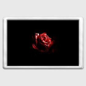 Магнит 45*70 с принтом Кровавая роза в Тюмени, Пластик | Размер: 78*52 мм; Размер печати: 70*45 | брызги | кровавая роза | кровь | роза | цветы