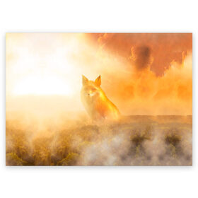 Поздравительная открытка с принтом Лисичка в тумане в Тюмени, 100% бумага | плотность бумаги 280 г/м2, матовая, на обратной стороне линовка и место для марки
 | Тематика изображения на принте: animals | forest | fox | арт | животное | лес | лиса | лисичка | облака | рисунок | рыжая лиса | туман