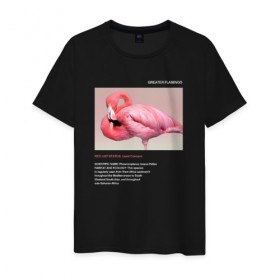 Мужская футболка хлопок с принтом Greater Flamingo в Тюмени, 100% хлопок | прямой крой, круглый вырез горловины, длина до линии бедер, слегка спущенное плечо. | animals | red book | red list | животные | животные из красной книги | красная книга | редкие животные | фламинго