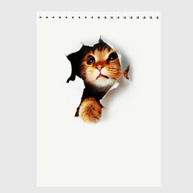Скетчбук с принтом РЮКЗАК КОТЕНОК в Тюмени, 100% бумага
 | 48 листов, плотность листов — 100 г/м2, плотность картонной обложки — 250 г/м2. Листы скреплены сверху удобной пружинной спиралью | Тематика изображения на принте: дыра | дырка | животные | кот | кот в дырке | котенок | котик | кошка | отверстие | рюкзак