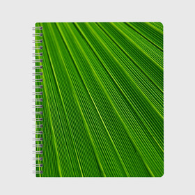 Тетрадь с принтом Зелёный лист в Тюмени, 100% бумага | 48 листов, плотность листов — 60 г/м2, плотность картонной обложки — 250 г/м2. Листы скреплены сбоку удобной пружинной спиралью. Уголки страниц и обложки скругленные. Цвет линий — светло-серый
 | abstract | абстрактно | абстрактный | абстракция | зеленый | зелень | лист | листок | листья | полоса | полоска | полосы | природа | флора