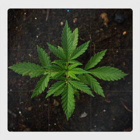 Магнитный плакат 3Х3 с принтом Растение в Тюмени, Полимерный материал с магнитным слоем | 9 деталей размером 9*9 см | green | зеленый | зелень | земля | листья | почва | природа | природный | растение | растением | растения | флора